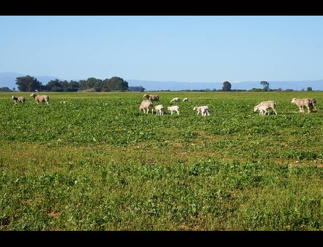 603HA FARM FOR SALE IN HOPEFIELD RURAL